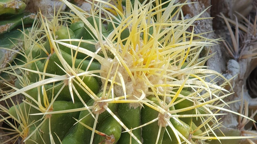 קקטוס ירוק עם פריחת קוצים צהובים