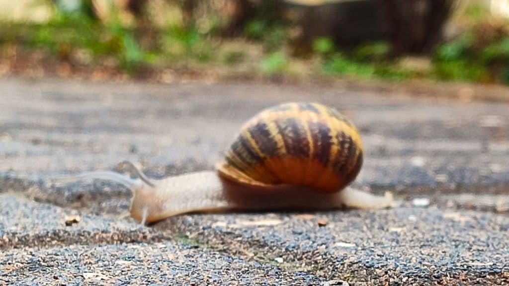 חלזון זוחל על מדרכה בחורף